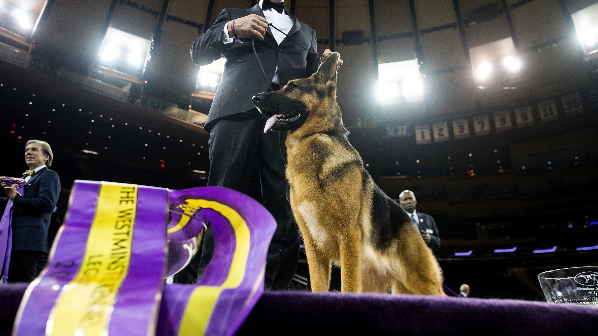 Kent boyles outlet german shepherd